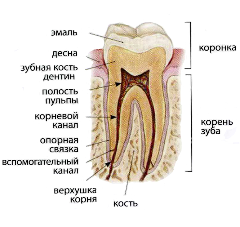 методы очищения от паразитов методы очищения от паразитов