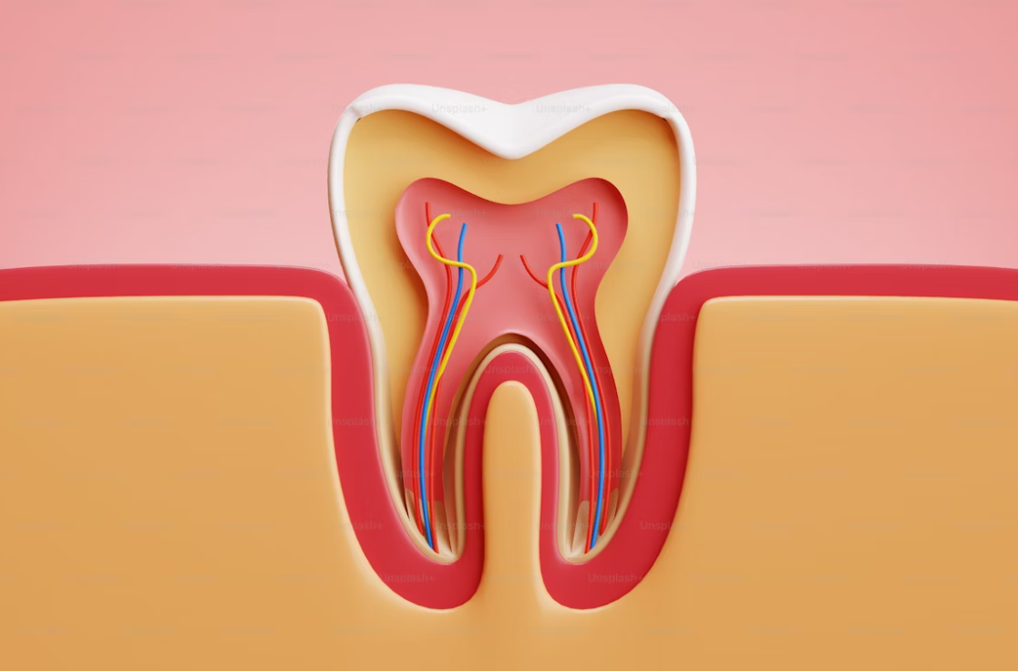 Строение зуба в разрезе — эмаль, дентин, пульпа и нервы. Иллюстрация для статьи о нейлоновых зубных протезах, их преимуществах, разновидностях и установке.